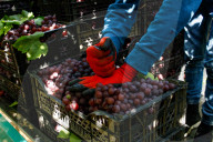 Grape Harvest In Egypt