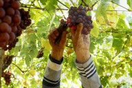 Grape Harvest In Egypt