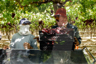 Grape Harvest In Egypt