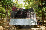 Grape Harvest In Egypt