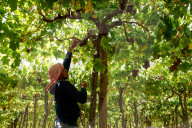 Grape Harvest In Egypt