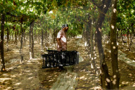 Grape Harvest In Egypt