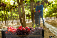 Grape Harvest In Egypt