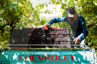 Grape Harvest In Egypt