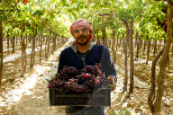 Grape Harvest In Egypt