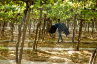 Grape Harvest In Egypt