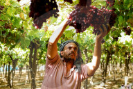Grape Harvest In Egypt