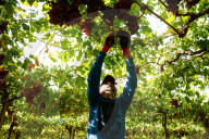 Grape Harvest In Egypt