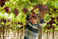 Grape Harvest In Egypt