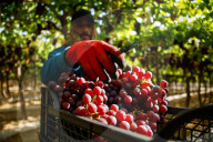 Grape Harvest In Egypt