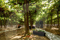 Grape Harvest In Egypt