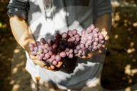 Grape Harvest In Egypt