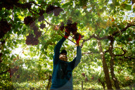 Grape Harvest In Egypt