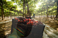 Grape Harvest In Egypt