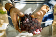 Grape Harvest In Egypt