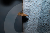 Vampire Moth - Calyptra Spp. - Animal India