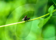 Houseflies (Musca Domestica) - Disease Vector - Animal India
