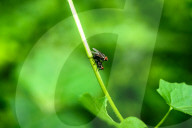 Houseflies (Musca Domestica) - Disease Vector - Animal India