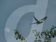 World Parrot Day