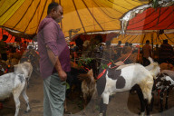 India Eid Al Adha