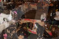 India Eid Al Adha