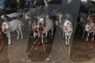India Eid Al Adha