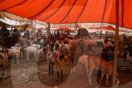 India Eid Al Adha