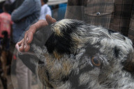 India Eid Al Adha