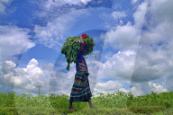Jute Farmers Battling Heat To Ensure Better Yield  (Bangladeshi Farmers Work In Extreme Heat, Thinning Jute Plants And Applying Pesticides — Key Steps To Ensure Healthy Crop Growth And Better Fibre Quality)