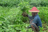 Jute Farmers Battling Heat To Ensure Better Yield  (Bangladeshi Farmers Work In Extreme Heat, Thinning Jute Plants And Applying Pesticides — Key Steps To Ensure Healthy Crop Growth And Better Fibre Quality)