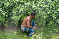 Jute Farmers Battling Heat To Ensure Better Yield  (Bangladeshi Farmers Work In Extreme Heat, Thinning Jute Plants And Applying Pesticides ‚Äî Key Steps To Ensure Healthy Crop Growth And Better Fibre Quality)