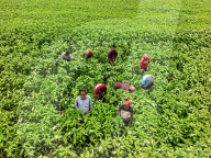 Jute Farmers Battling Heat To Ensure Better Yield  (Bangladeshi Farmers Work In Extreme Heat, Thinning Jute Plants And Applying Pesticides — Key Steps To Ensure Healthy Crop Growth And Better Fibre Quality)