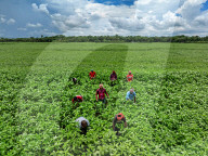 Jute Farmers Battling Heat To Ensure Better Yield  (Bangladeshi Farmers Work In Extreme Heat, Thinning Jute Plants And Applying Pesticides — Key Steps To Ensure Healthy Crop Growth And Better Fibre Quality)