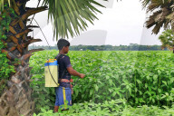 Jute Farmers Battling Heat To Ensure Better Yield  (Bangladeshi Farmers Work In Extreme Heat, Thinning Jute Plants And Applying Pesticides — Key Steps To Ensure Healthy Crop Growth And Better Fibre Quality)