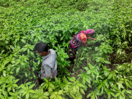 Jute Farmers Battling Heat To Ensure Better Yield  (Bangladeshi Farmers Work In Extreme Heat, Thinning Jute Plants And Applying Pesticides — Key Steps To Ensure Healthy Crop Growth And Better Fibre Quality)