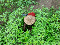 Jute Farmers Battling Heat To Ensure Better Yield  (Bangladeshi Farmers Work In Extreme Heat, Thinning Jute Plants And Applying Pesticides — Key Steps To Ensure Healthy Crop Growth And Better Fibre Quality)