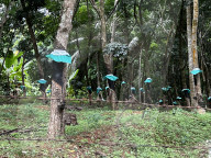 Rubber Tapping In Kerala