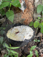 Rubber Tapping In Kerala
