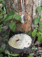 Rubber Tapping In Kerala