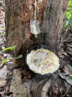 Rubber Tapping In Kerala