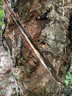 Rubber Tapping In Kerala