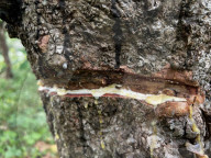 Rubber Tapping In Kerala
