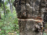 Rubber Tapping In Kerala