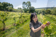 'Burgundy eat your heart out!': Devon producer, Lyme Bay Winery, is toast of wine world.