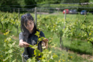 'Burgundy eat your heart out!': Devon producer, Lyme Bay Winery, is toast of wine world.