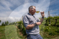'Burgundy eat your heart out!': Devon producer, Lyme Bay Winery, is toast of wine world.