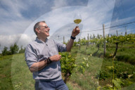 'Burgundy eat your heart out!': Devon producer, Lyme Bay Winery, is toast of wine world.
