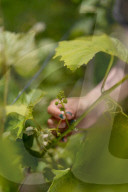 'Burgundy eat your heart out!': Devon producer, Lyme Bay Winery, is toast of wine world.