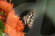 India Wildlife