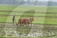 Dailylife In India 